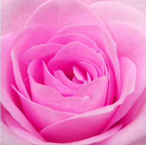 Arti Warna Pada Bunga Mawar Info Tips